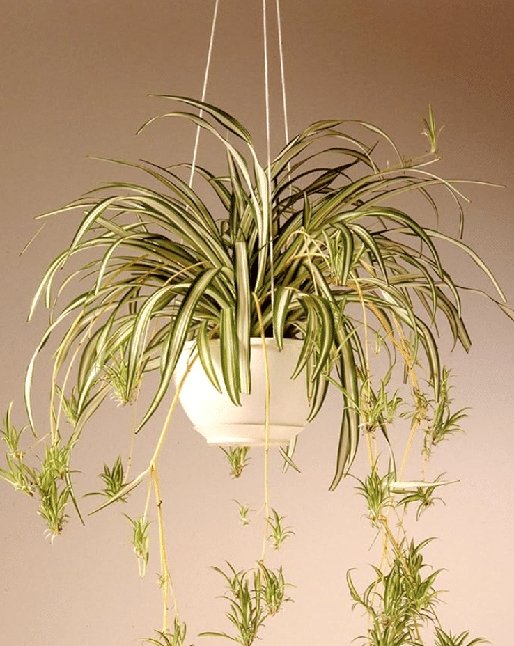 hanging spider plant: care and styling guide